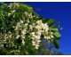 . Sirop de fleurs d'Acacia (Robinia pseudo-acacia)